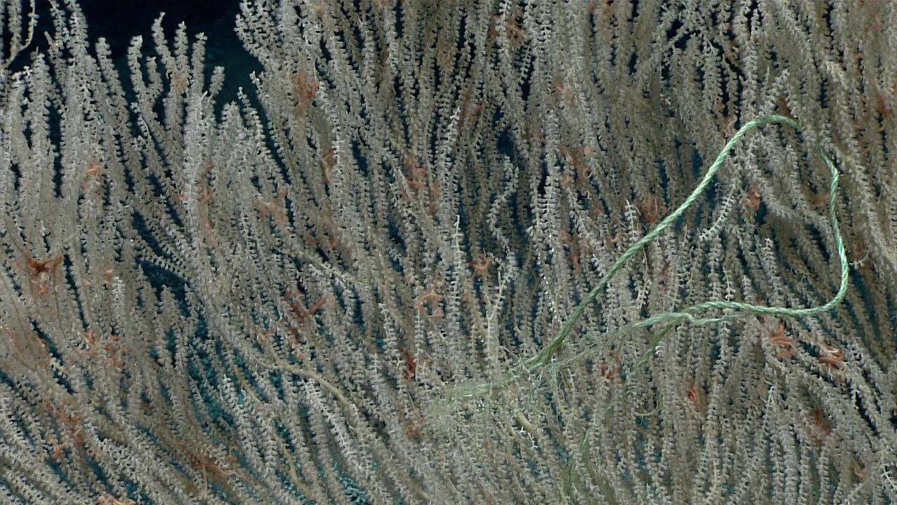 Fishing line caught among the branching arms of a large deep-sea coral.