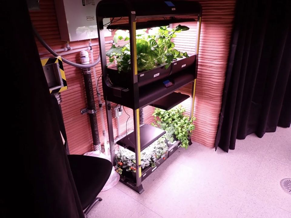 Leafy plants growing in CHAPEA’s illuminated indoor crop system.
