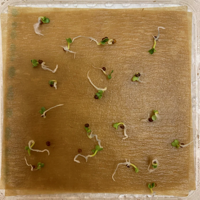 A laboratory germination test contains small seedlings with visible white roots and green leaves on a rectangular growth medium.